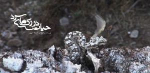 افعی دم عنکبوتی