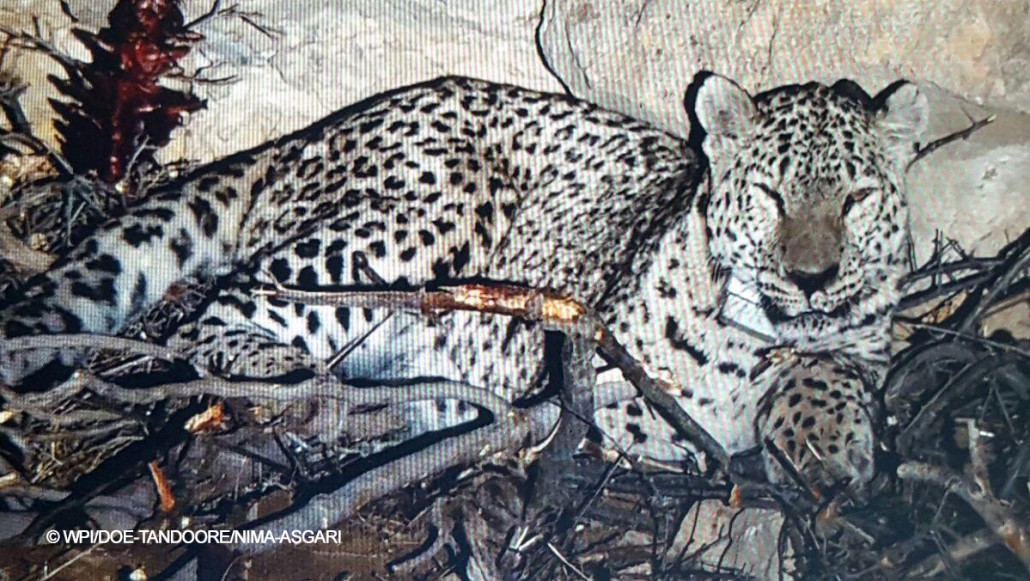 پلنگ ایرانی