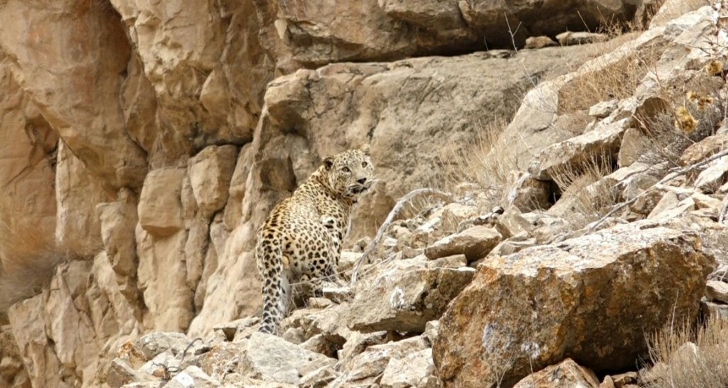 پلنگ ایرانی در تندوره