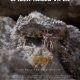 In the Realm of the Spider-tailed Viper Poster