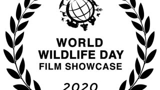 World Wildlife Day Film Showcase