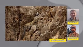 مستند قلمرو از شبکه مستند